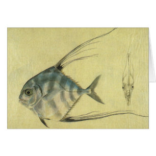 Afrikanischer Pompano-Fisch, Vintage Fadenflossen-