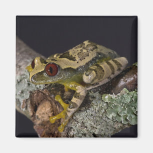 Afrikanischer Rotaugen-Laubfrosch, Leptopelis Magnet