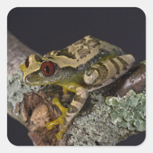 Afrikanischer Rotaugen-Laubfrosch, Leptopelis Quadratischer Aufkleber