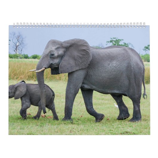 Afrikanischer Safari-Kalender Kalender (Titelbild)