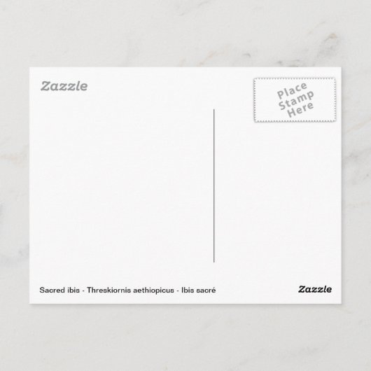 Afrikanischer Sakralibis Postkarte (Rückseite)