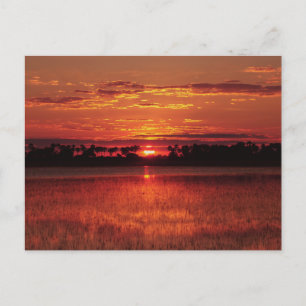 Afrikanischer Sonnenuntergang Botswana Postkarten