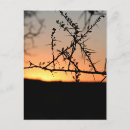 Afrikanischer Sonnenuntergang mit dorniger Acacia- Feiertagspostkarte
