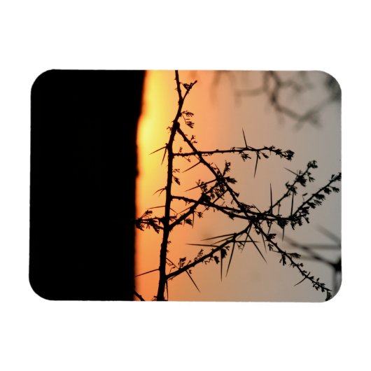 Afrikanischer Sonnenuntergang mit dorniger Acacia- Magnet (Horizontal)