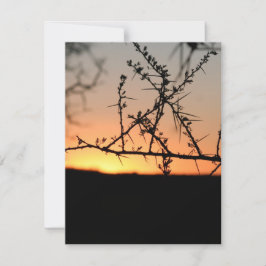 Afrikanischer Sonnenuntergang mit dorniger Acacia- Mitteilungskarte