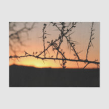 Afrikanischer Sonnenuntergang mit dorniger Acacia-