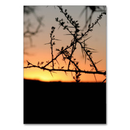 Afrikanischer Sonnenuntergang mit dorniger Acacia- Tischnummer