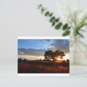 Afrikanischer Sonnenuntergang Postkarte (Stehend Vorderseite)