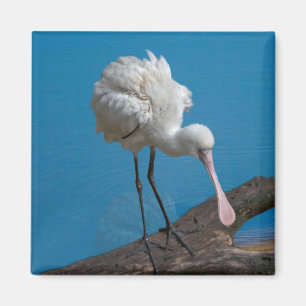 Afrikanischer Spoonbill-Magnet Magnet