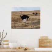 Afrikanischer Strauß auf offenen Ebenen Poster (Küche)