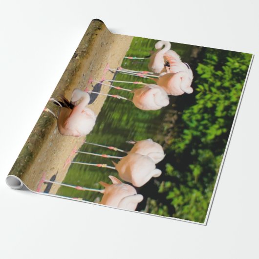 Afrikanischer Tierbeere | Funny Flamingo Lovers Geschenkpapier (Ungerollt)