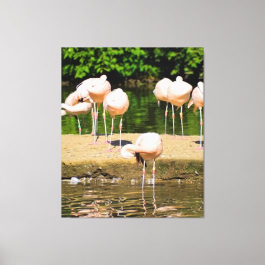 Afrikanischer Tierbeere | Funny Flamingo Lovers Leinwanddruck (Vorderseite)