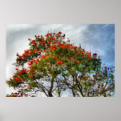 Afrikanischer Tulip Tree. Poster (Vorne)