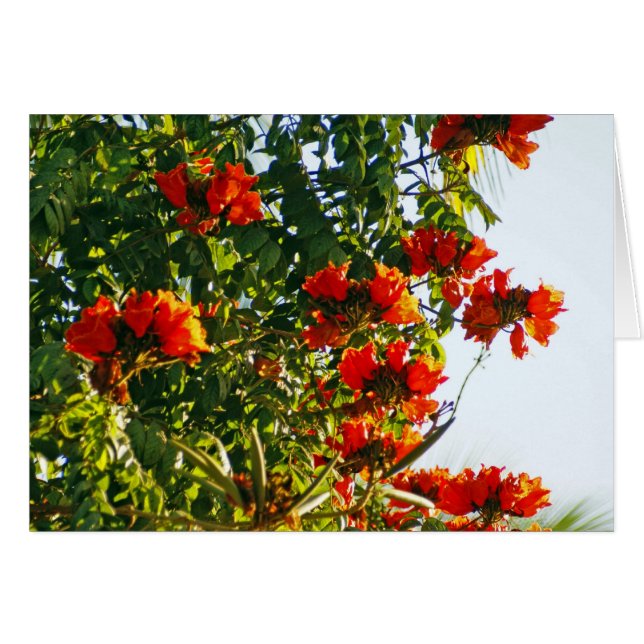 Afrikanischer Tulpe-Baum, Bucerias, Mexiko (Vorderseite (Horizontal))