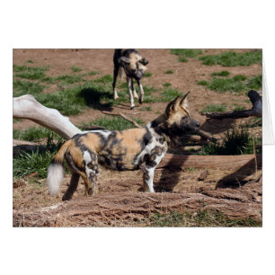 Afrikanischer Wilder Hund 008 Karte