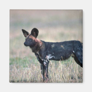 Afrikanischer wilder Hund Magnet