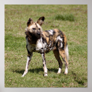 Afrikanischer wilder Hund Poster