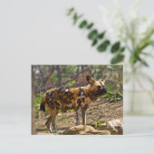 Afrikanischer Wildhund 1932 Postkarte (Stehend Vorderseite)