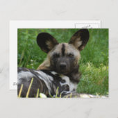 Afrikanischer Wildhund Foto Postkarte (Vorne/Hinten)