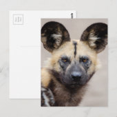 Afrikanischer Wildhund (Gemalter Hund) Postkarte (Vorne/Hinten)