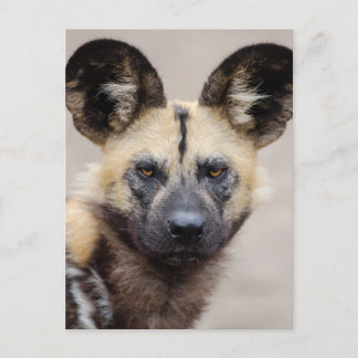 Afrikanischer Wildhund (Gemalter Hund) Postkarte