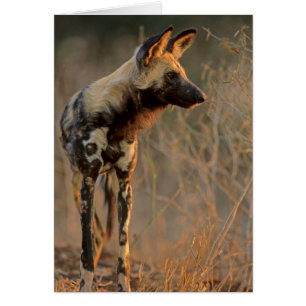Afrikanischer Wildhund (Lycaon Pictus), Kruger