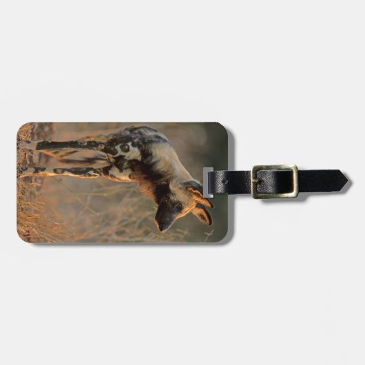 Afrikanischer Wildhund (Lycaon Pictus), Krüger Gepäckanhänger (Vorderseite horizontal)