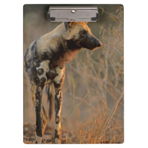 Afrikanischer Wildhund (Lycaon Pictus), Kruger Klemmbrett