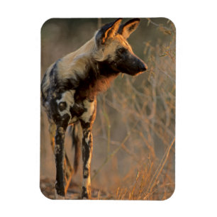 Afrikanischer Wildhund (Lycaon Pictus), Kruger Magnet