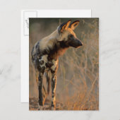 Afrikanischer Wildhund (Lycaon Pictus), Krüger Postkarte (Vorne/Hinten)