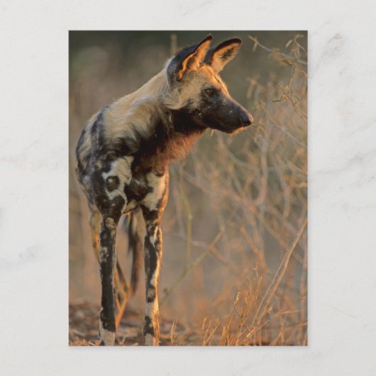 Afrikanischer Wildhund (Lycaon Pictus), Krüger Postkarte (Vorderseite)
