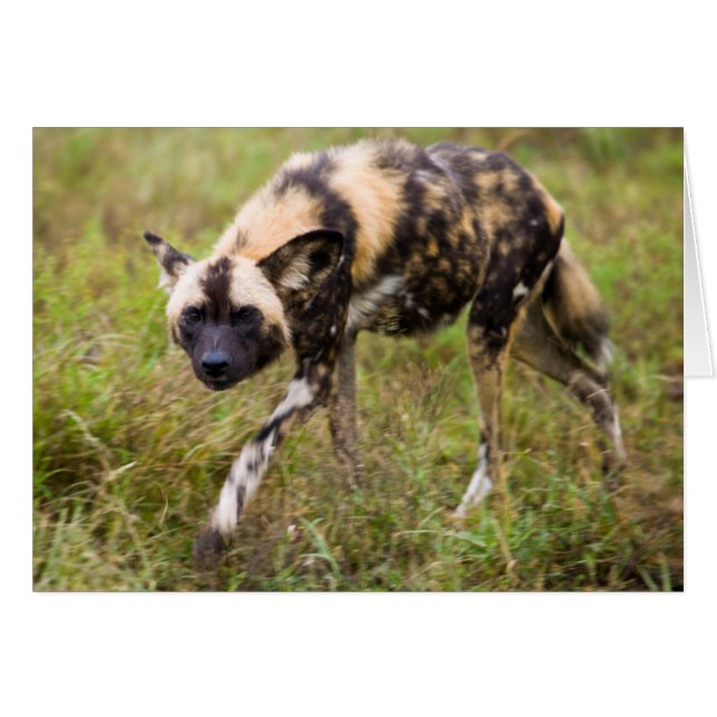 Afrikanischer Wildhund (Lycaon Pictus), Madikwe Ga (Vorderseite (Horizontal))