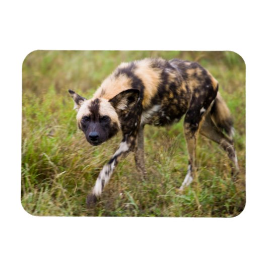 Afrikanischer Wildhund (Lycaon Pictus), Madikwe Ga Magnet (Horizontal)