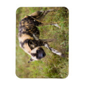 Afrikanischer Wildhund (Lycaon Pictus), Madikwe Ga Magnet (Vertikal)