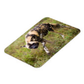 Afrikanischer Wildhund (Lycaon Pictus), Madikwe Ga Magnet (Linke Seite)