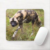 Afrikanischer Wildhund (Lycaon Pictus), Madikwe Ga Mousepad (Mit Mouse)