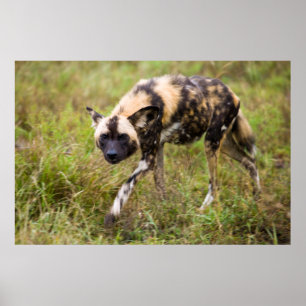Afrikanischer Wildhund (Lycaon Pictus), Madikwe Ga Poster