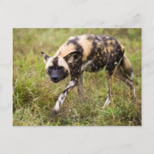 Afrikanischer Wildhund (Lycaon Pictus), Madikwe Ga Postkarte