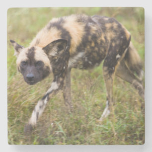 Afrikanischer Wildhund (Lycaon Pictus), Madikwe Ga Steinuntersetzer