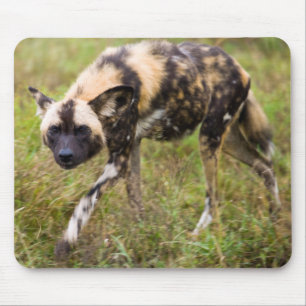 Afrikanischer Wildhund (Lycaon Pictus), Madikwe-Wi Mousepad