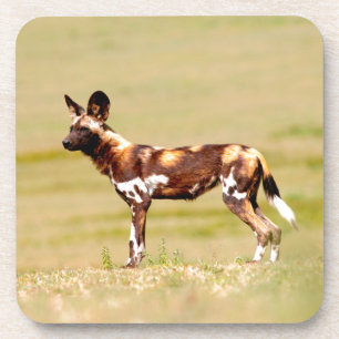 Afrikanischer Wildhund (Lycaon Pictus) stehend Untersetzer