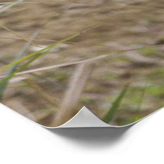 Afrikanischer Wildhund Poster (Ecke)