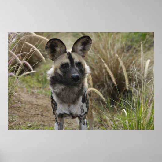 Afrikanischer Wildhund Poster (Vorne)