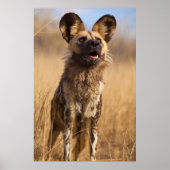 Afrikanischer Wildhund Poster (Vorne)