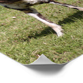 Afrikanischer Wildhund Poster (Ecke)