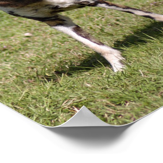 Afrikanischer Wildhund Poster (Ecke)