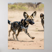 Afrikanischer Wildhund Poster (Vorne)