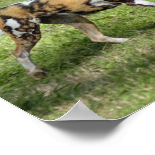 Afrikanischer Wildhund Poster (Ecke)