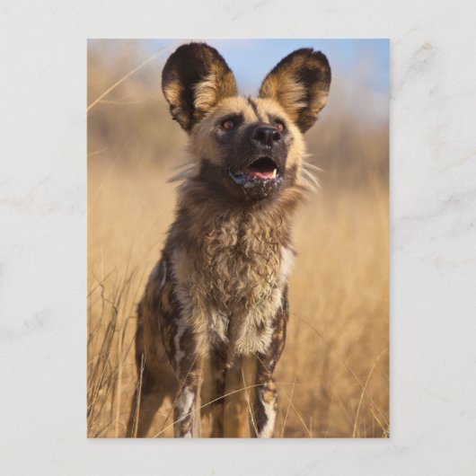 Afrikanischer Wildhund Postkarte (Vorderseite)