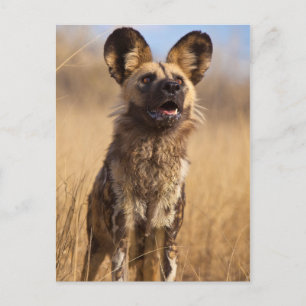Afrikanischer Wildhund Postkarte
